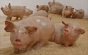 豚の彫刻の写真